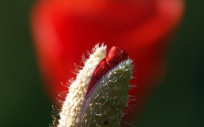 Impulsletter 14 "Im Warten Kraft schöpfen"