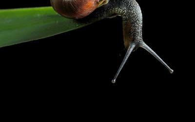 Impulsletter 15 " Wer sich nicht in Gefahr begibt ..."