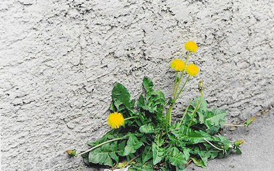 Impulsletter 16 "Der Sinn des Lebens"