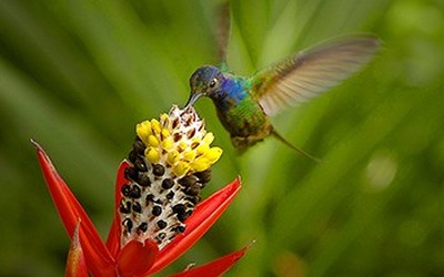 Impulsletter 60 "Kolibri"