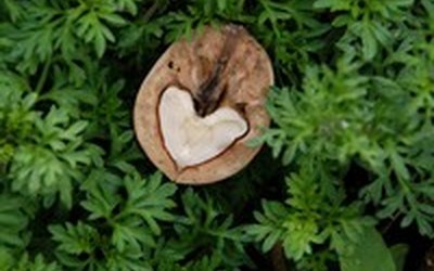 Impulsletter 68 "Unser Wissen ist Stückwerk"