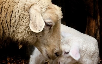 Impulsletter 70 "Wohlwollen"