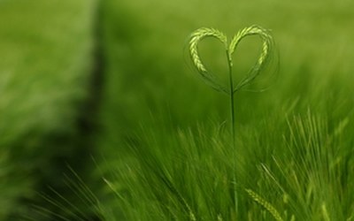 Nr. 78 "Dankbarkeit"