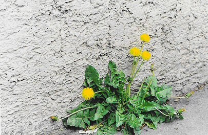 Bildquelle: eine Mitarbeiterin der Telefonseelsorge