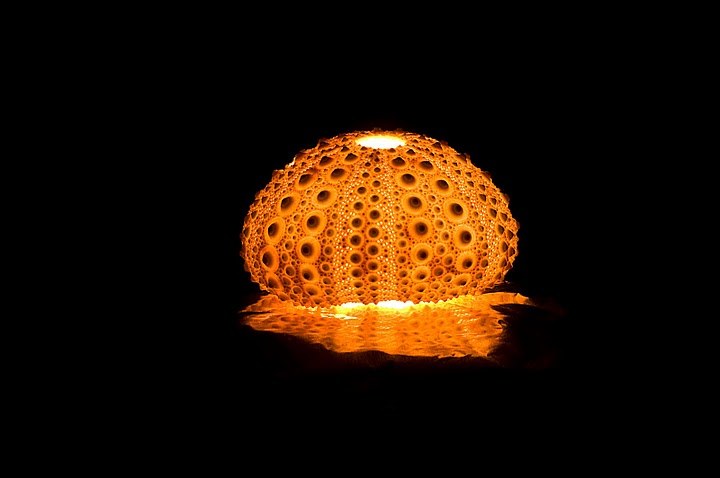 Bildquelle: Klaus Scherling